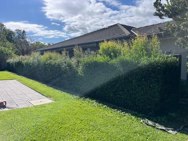 er hedge before.jpg
