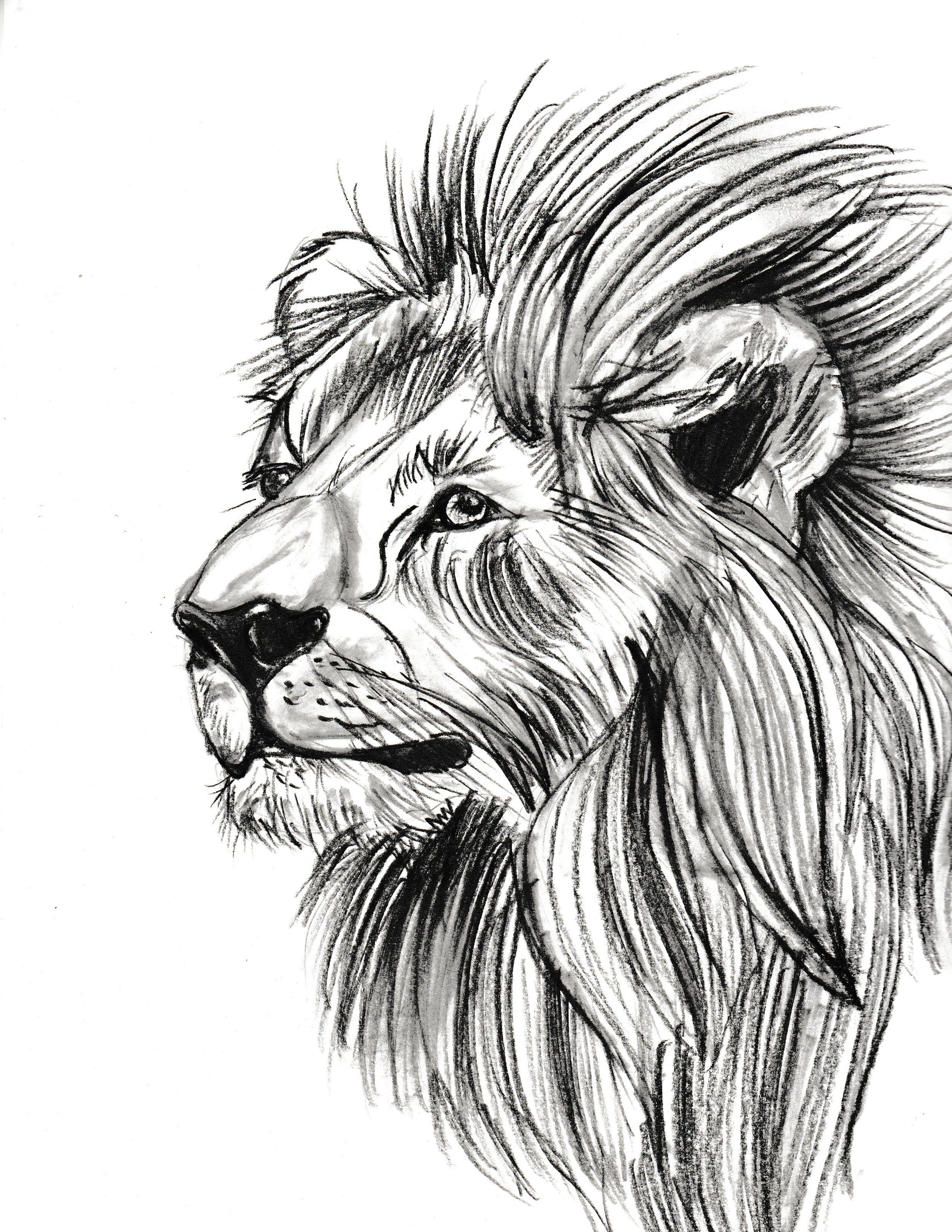 Brillant Lion Portrait Prints
