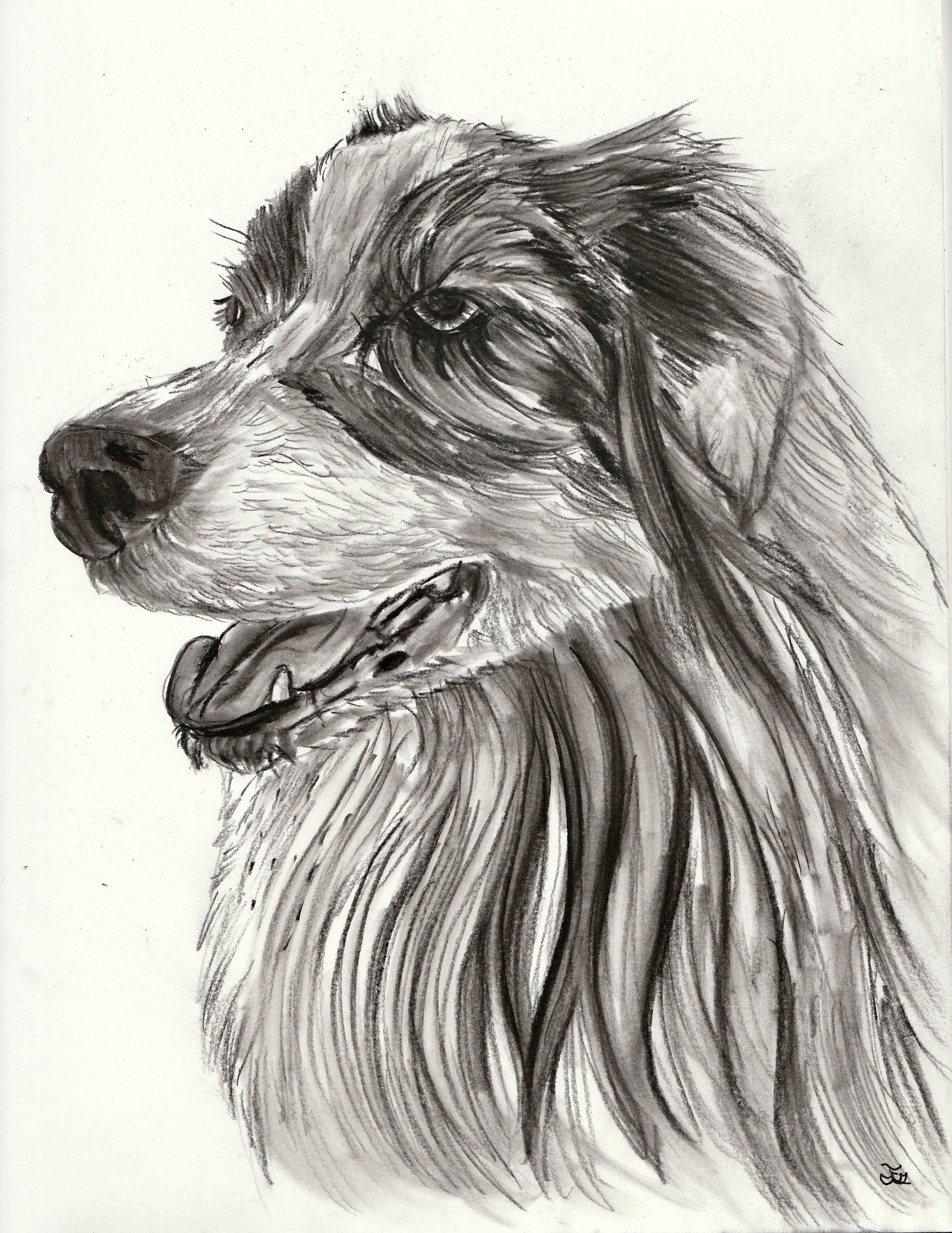 Cookie Australian Shepherd Portrait