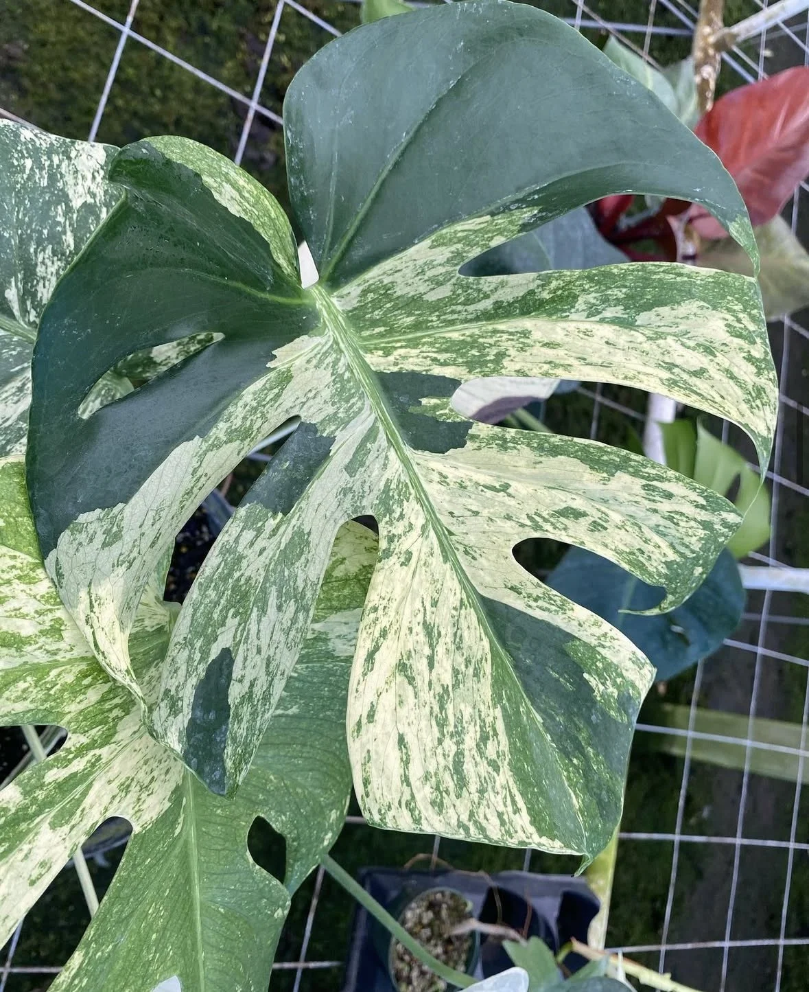Monstera Miami Mint (Large Form Mint, Mike D'andrea)