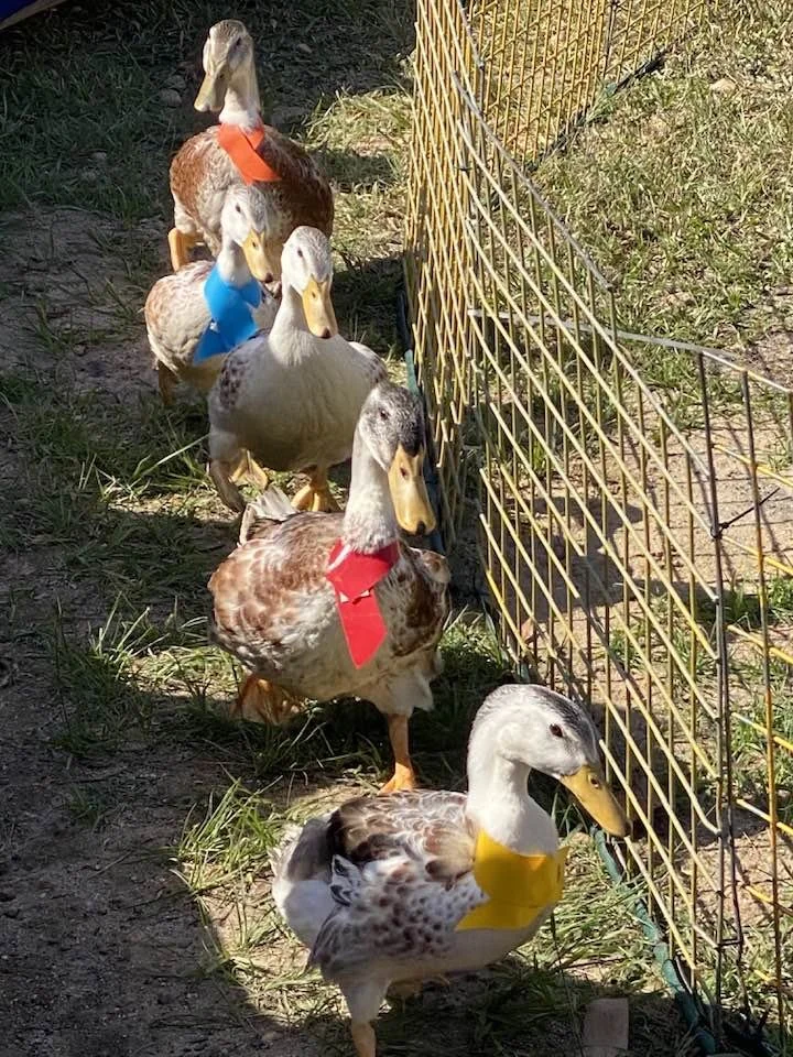 Ducks 2023.jpg