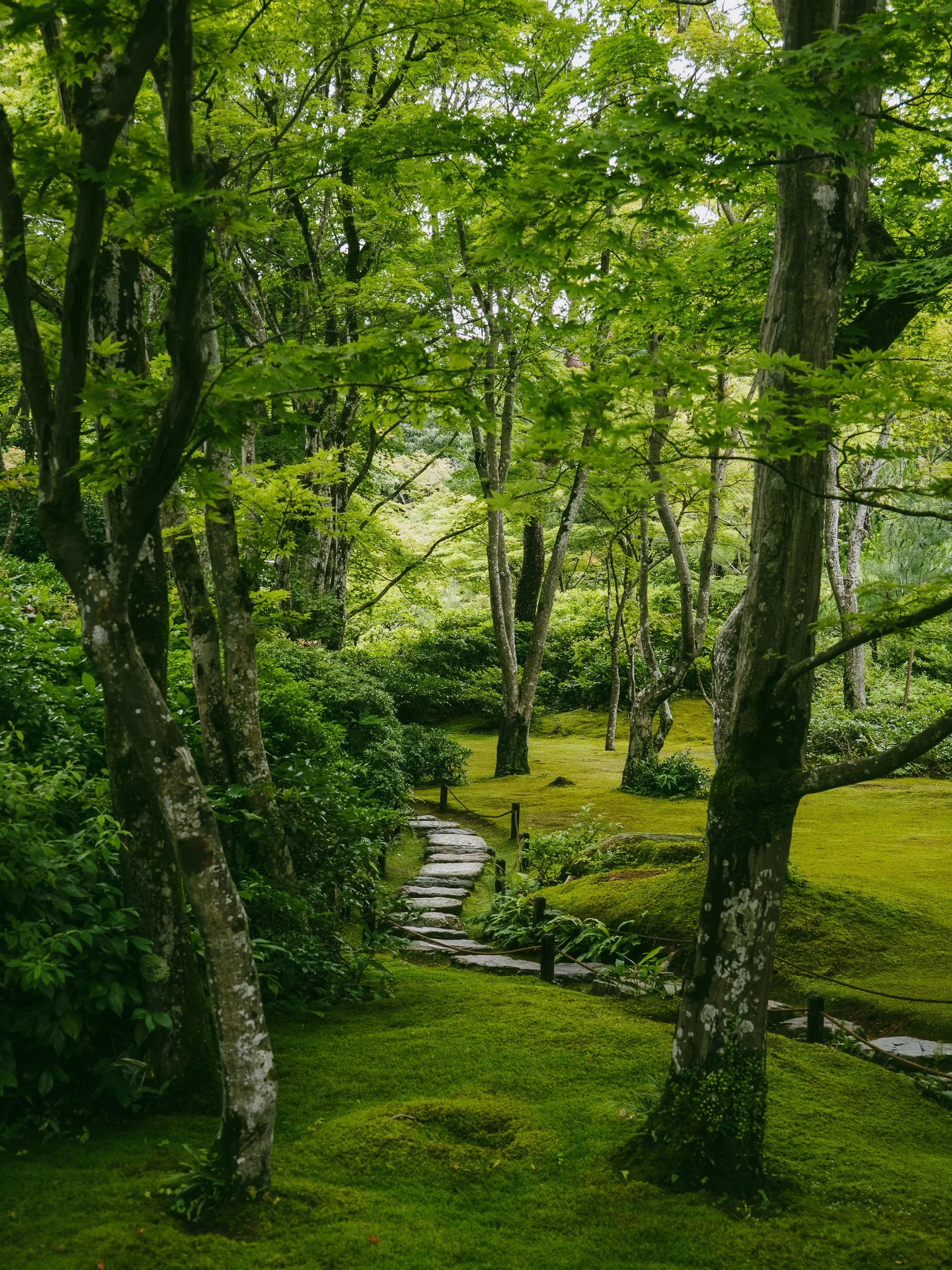A simple stone path through a moss garden &ndash; the image of serenity.