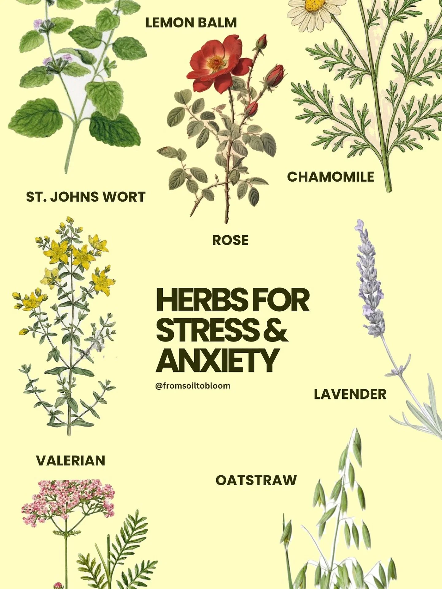 Your herbal allies for when it all gets too much 🌬️ I had a time where I drank fresh organic chamomile flower tea for four weeks in a row and I felt like all the tabs in my brain were finally closing. So much calm and clarity. I drink a mix of lemon