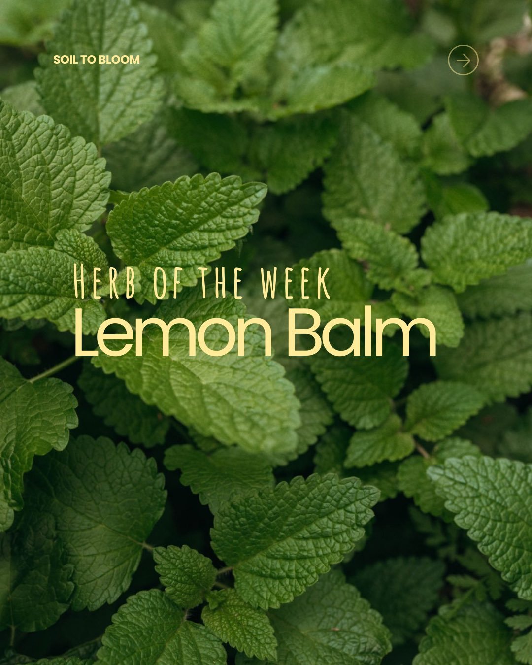 My all time favourite when I am feeling down, restless, stressed or find it hard to sleep at night. So soothing for the belly, during pregnancy and postpartum 🌿