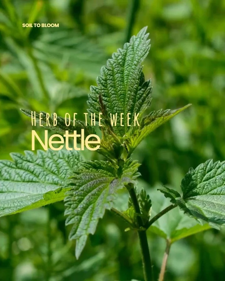 Probably one of my favourite herbs: NETTLE 🌱 She has helped me at preconception, during pregnancy and wayyy beyond birth. Still drinking my daily cup just to keep my iron levels in check, help me detox and enjoy the earthy taste. A little preview in