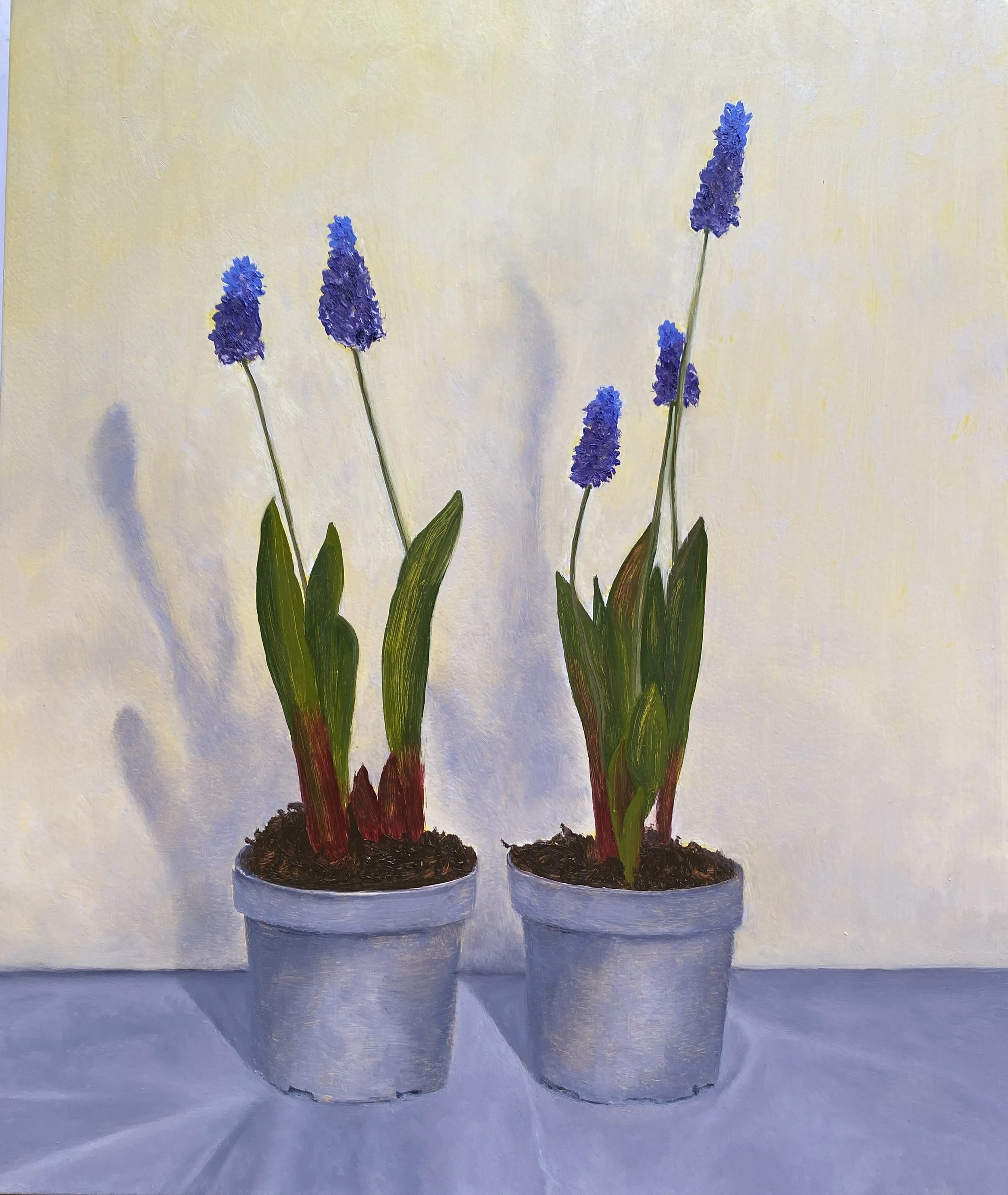 Muscari Latifolium Charlotte Jones.jpg