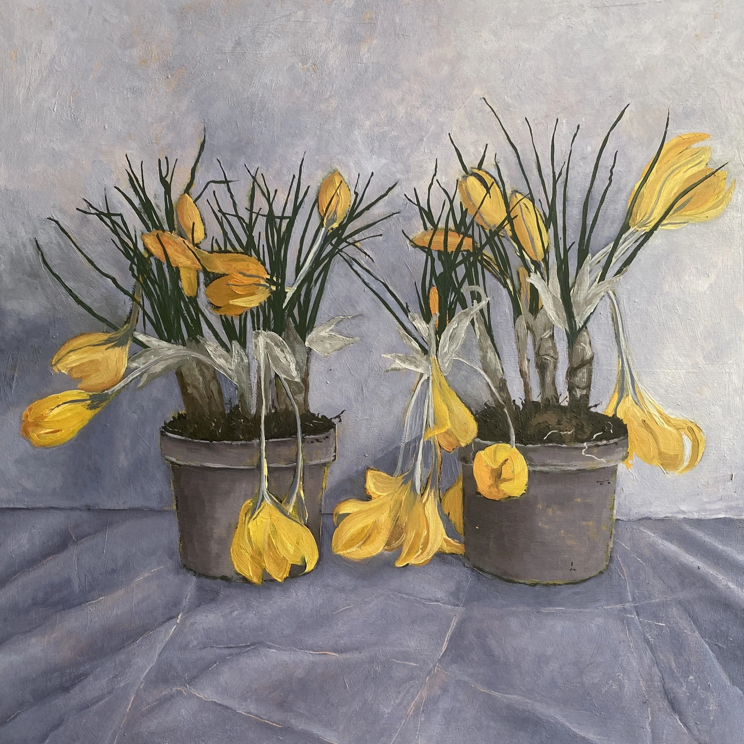 Yellow Crocus 2026.jpg