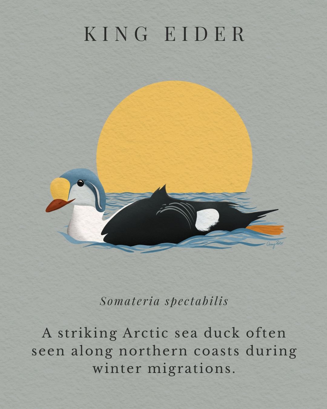 KING EIDER.jpg