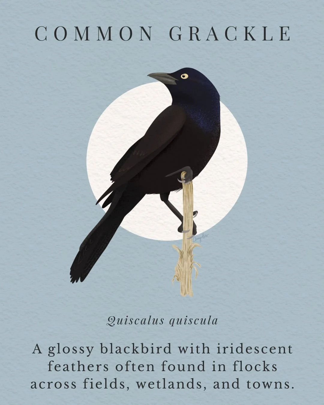 COMMON GRACKLE.jpg