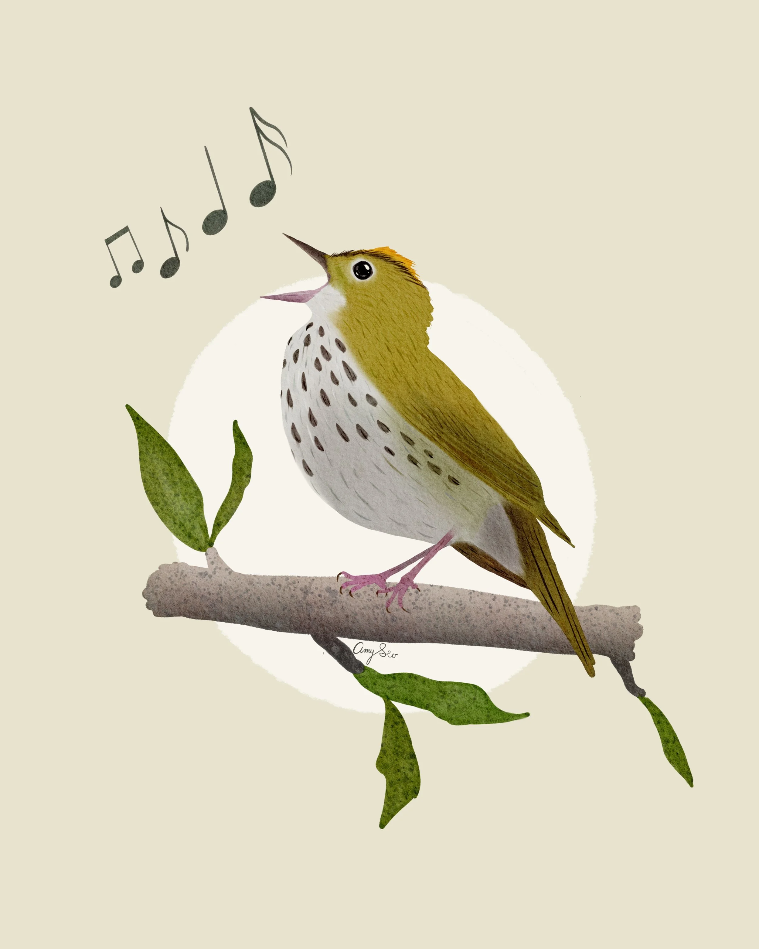 1 ovenbirdAmrSevArts_Ovenbird_Sings_ 2.jpg