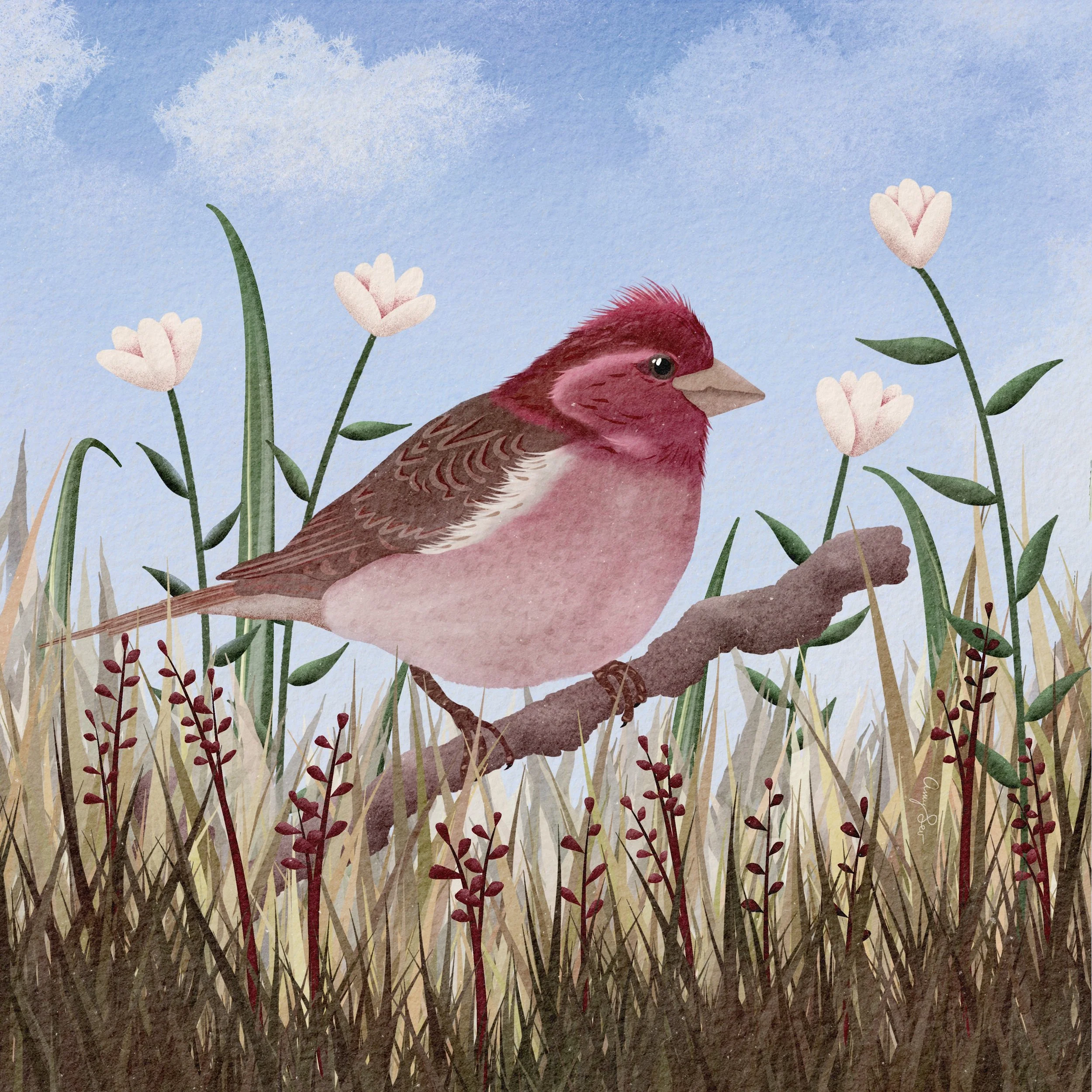 Purple_Finch_Square.jpg