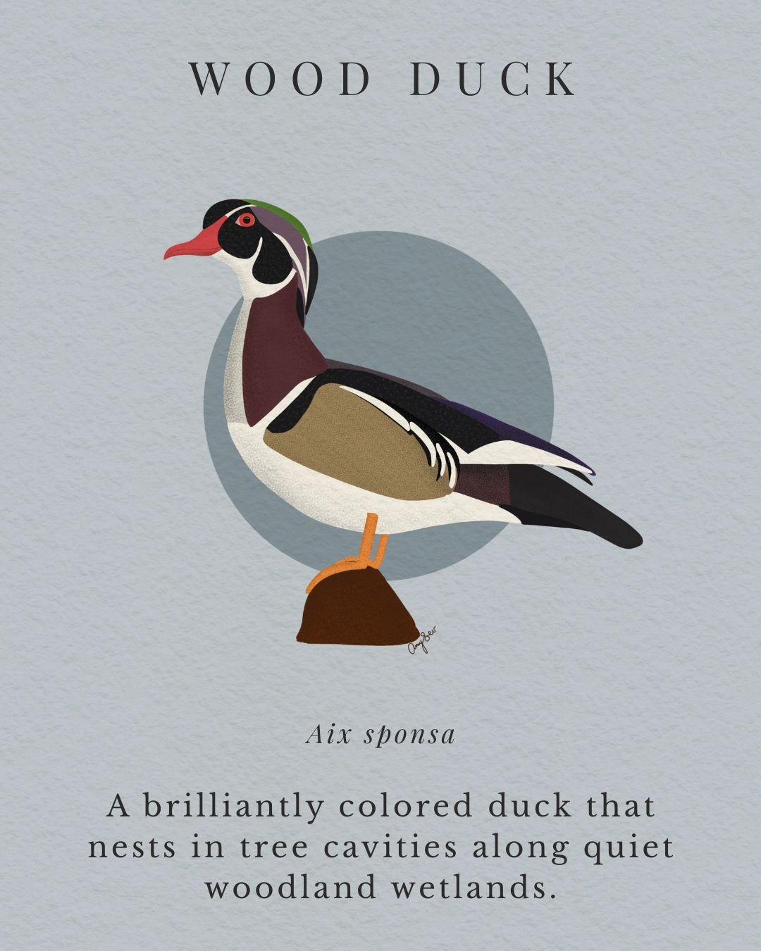 Wood Duck.jpg
