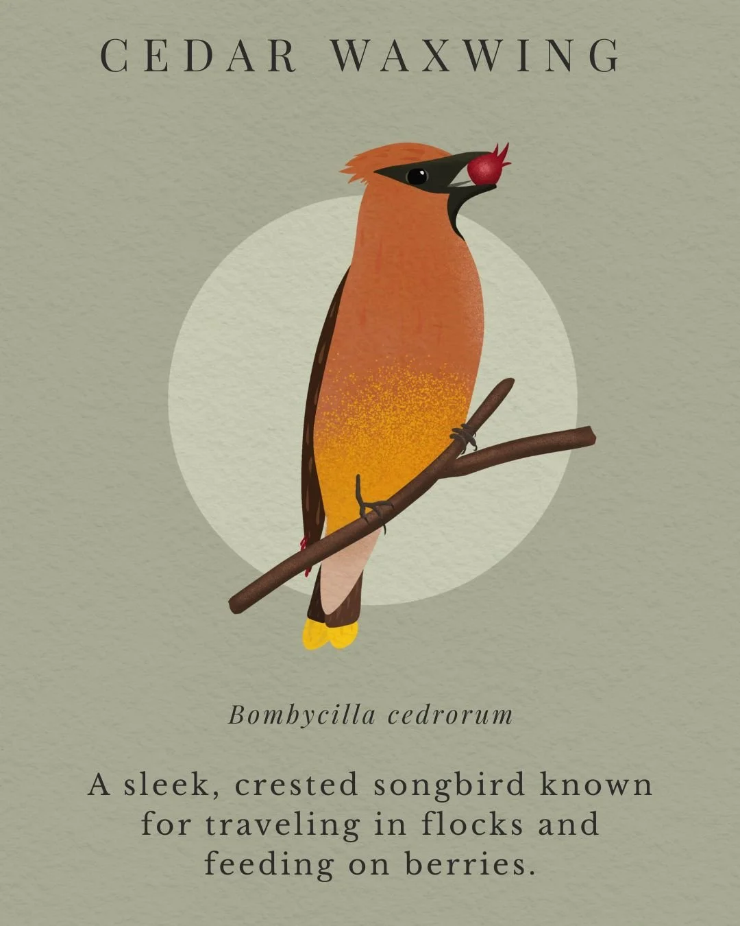 Cedar Waxwing.jpg