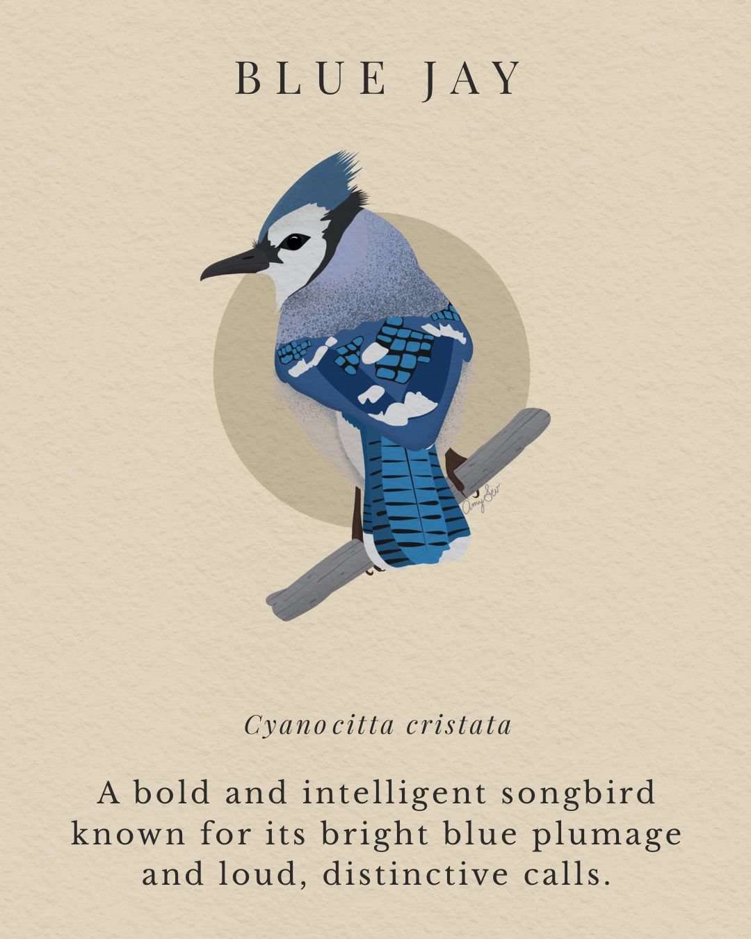 BLUE JAY.jpg