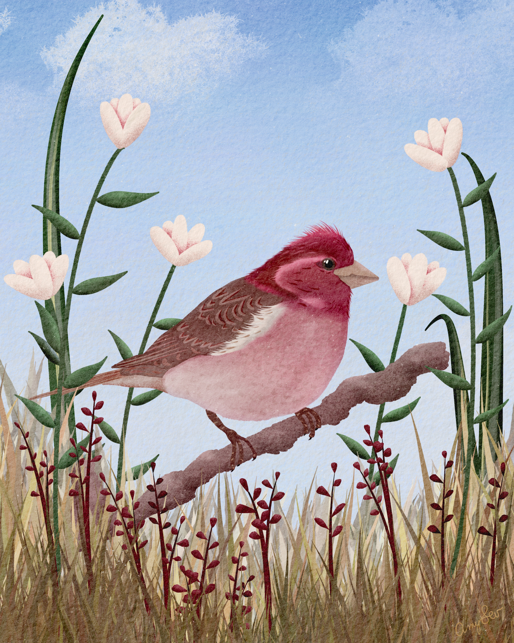 f1PRINT Purple_Finch_birds in the meadow.png