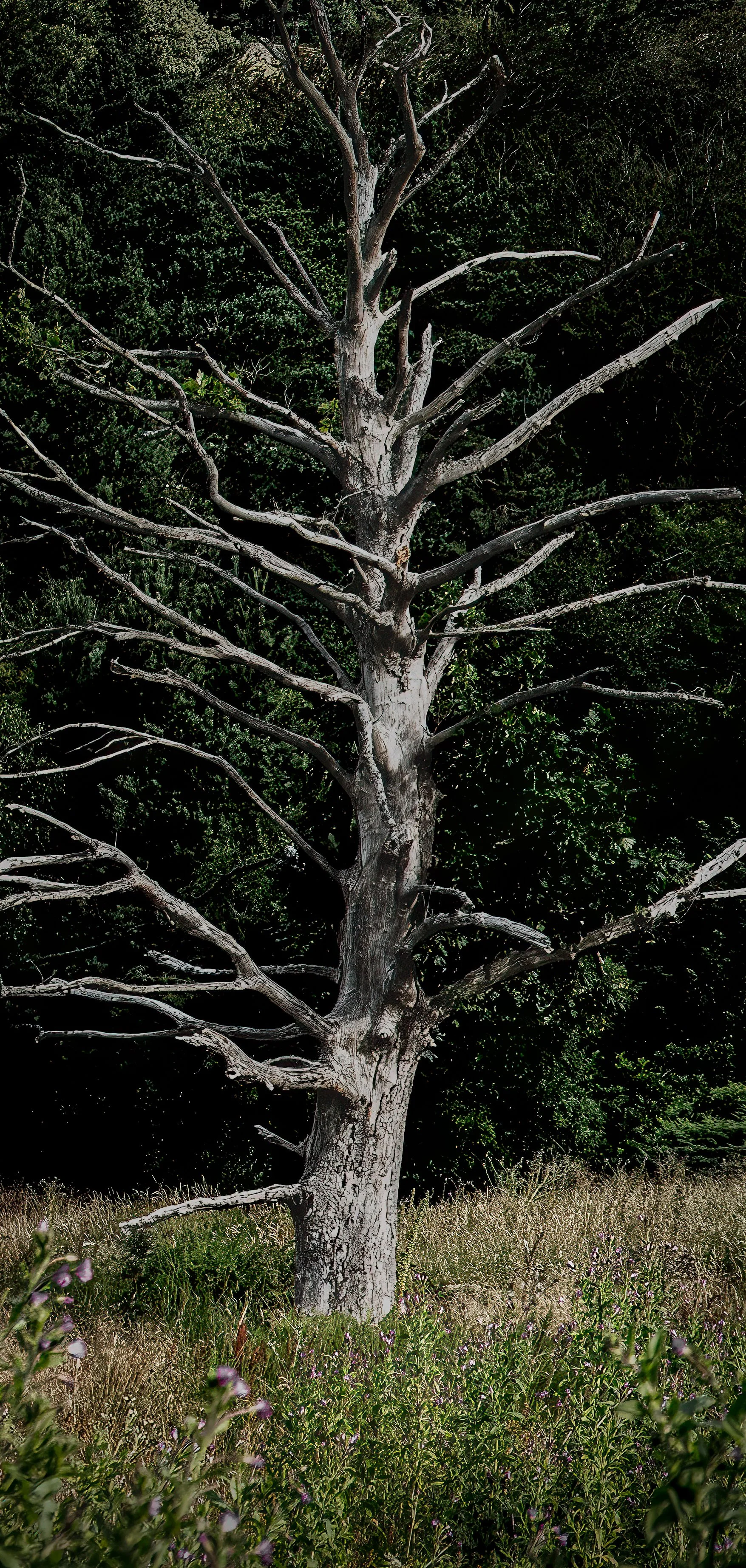 SON05085-Edit-2.jpg