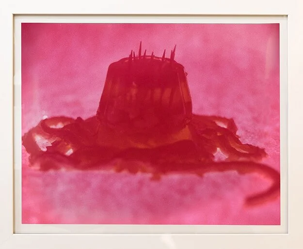 Poke the Jelly, C-Type print, 20x24", 2020