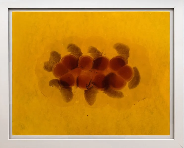 Virus, C-Type print, 20x24", 2020