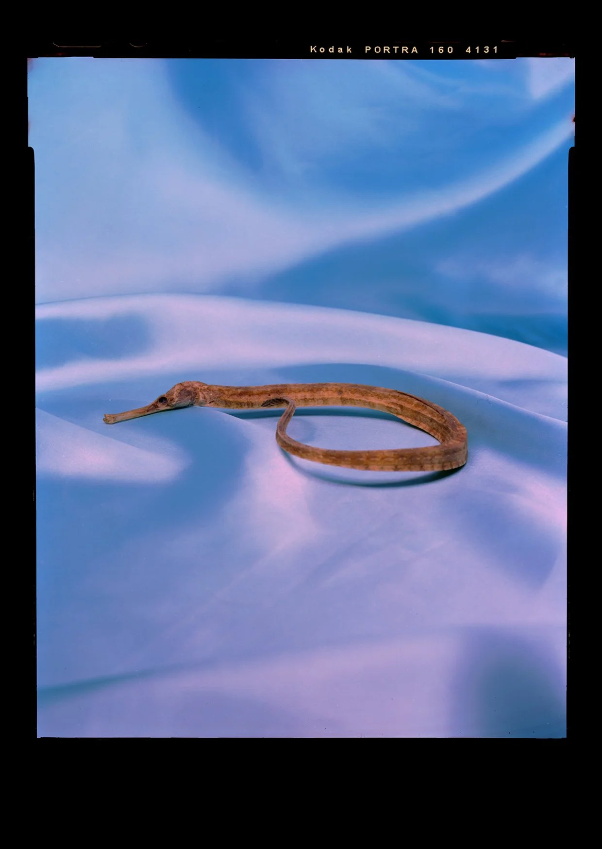 TIM: I found my pipefish a few inches from my foot on a beach in the Lake District. It made me jump and maybe scream a little bit, before I realised it was dead and not a snake. 
*Click on the image to see/hear more*