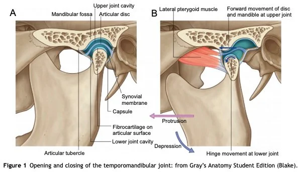 Tmj Line What is TMJ and TMD? — Sydney Functional Dentistry