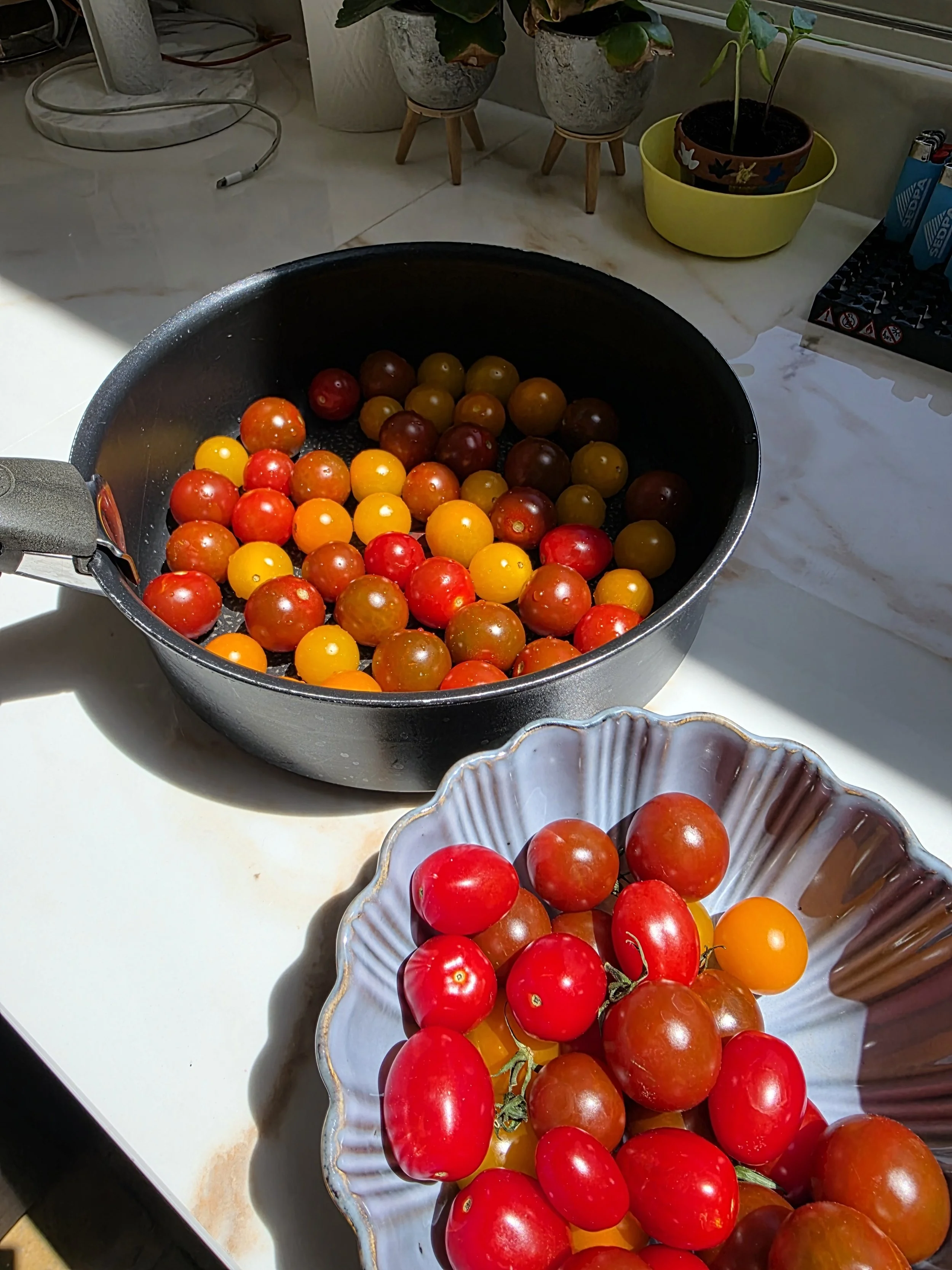 Tomates cerises