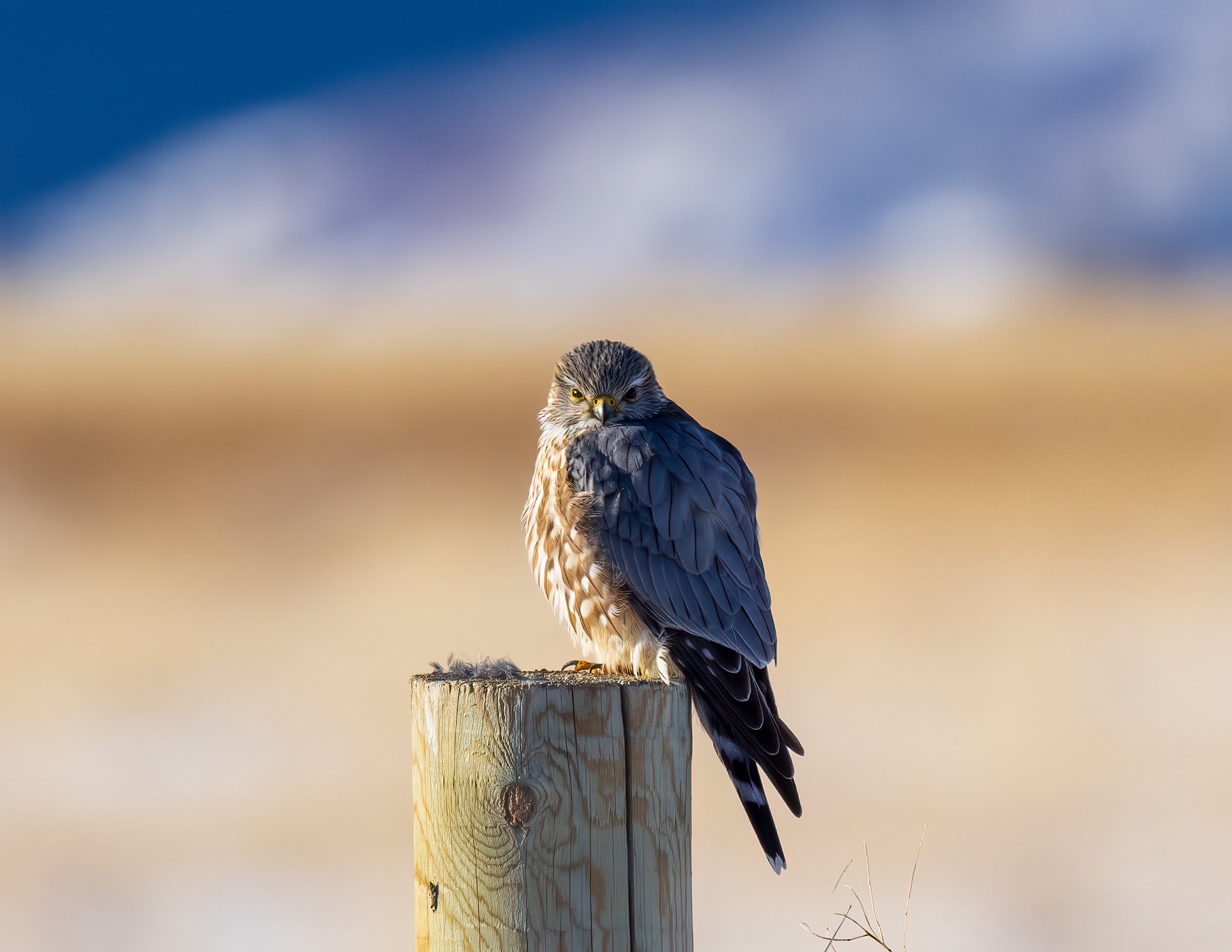20220128-_X8A8871-Edit.jpeg