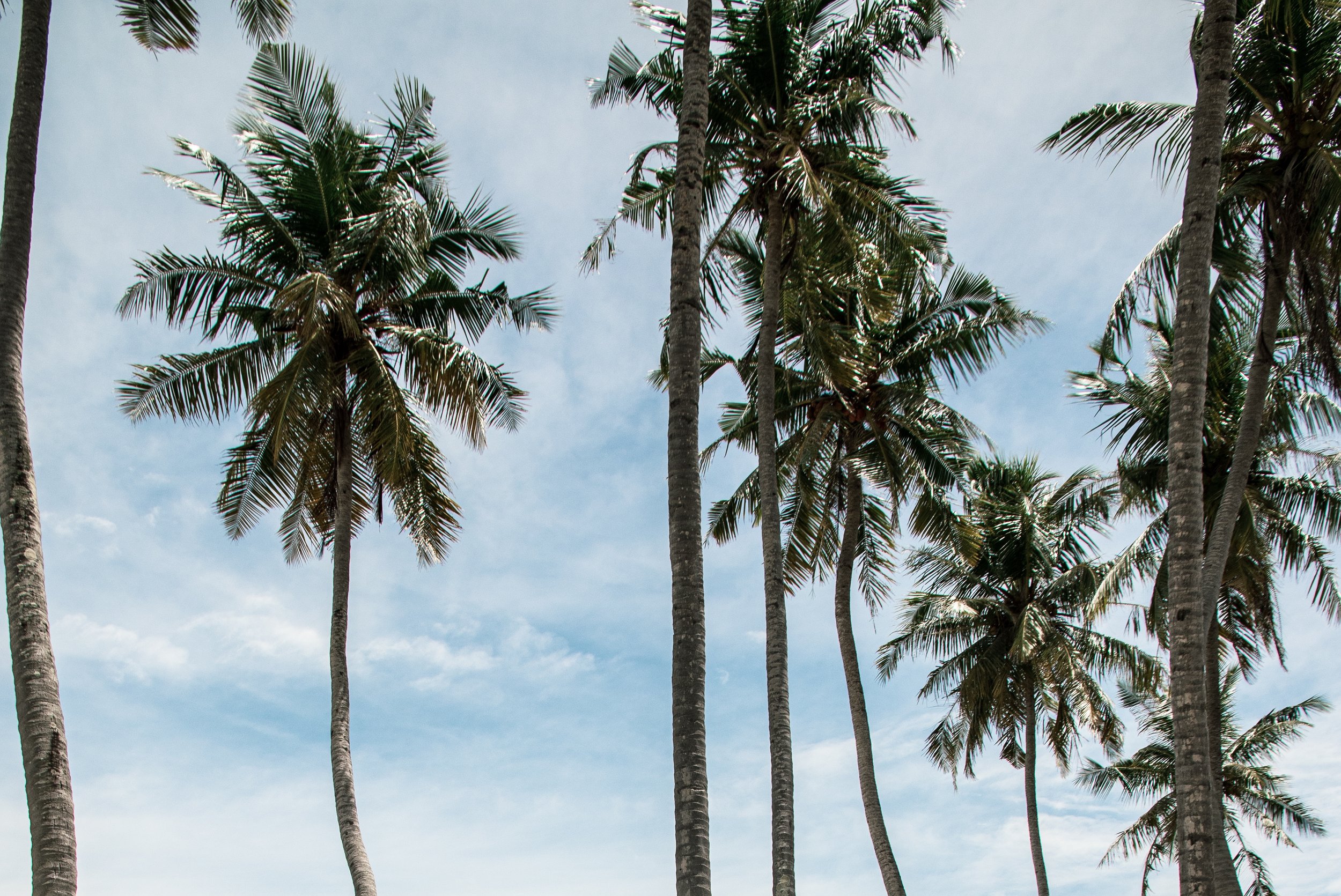 Tall palm trees against a blue sky.
