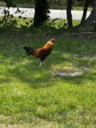 Rooster standing on grass in a wooded area