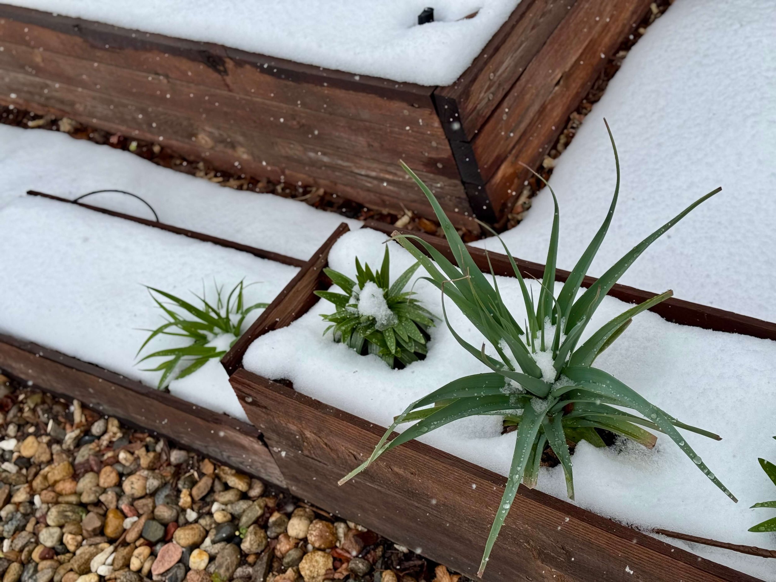 Spring Snow in Denver: What It Means for Your Garden (And What To Do)