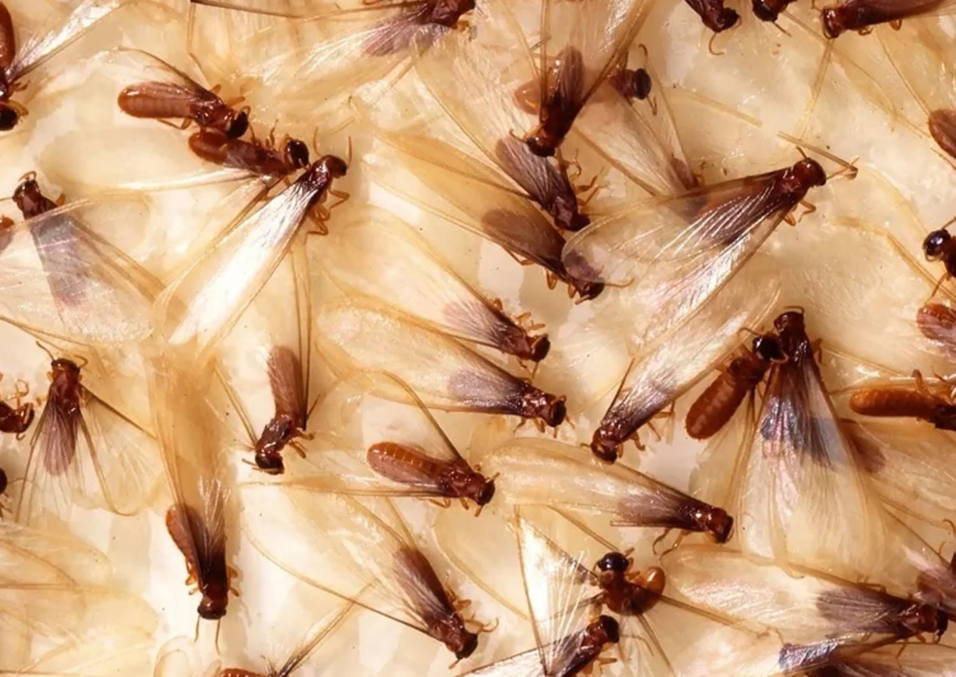 Your Trusted Partner for Effective Pest Management Solutions