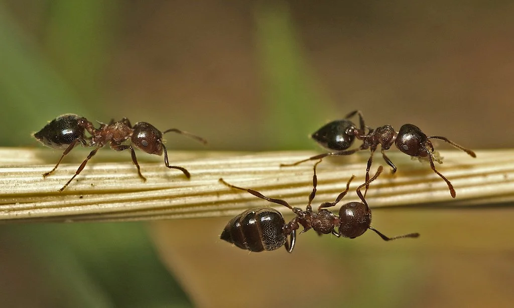 Acrobat Ant