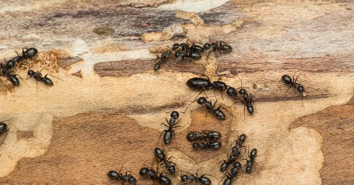 Carpenter Ant