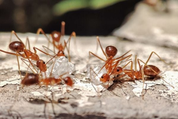 Crazy Ant