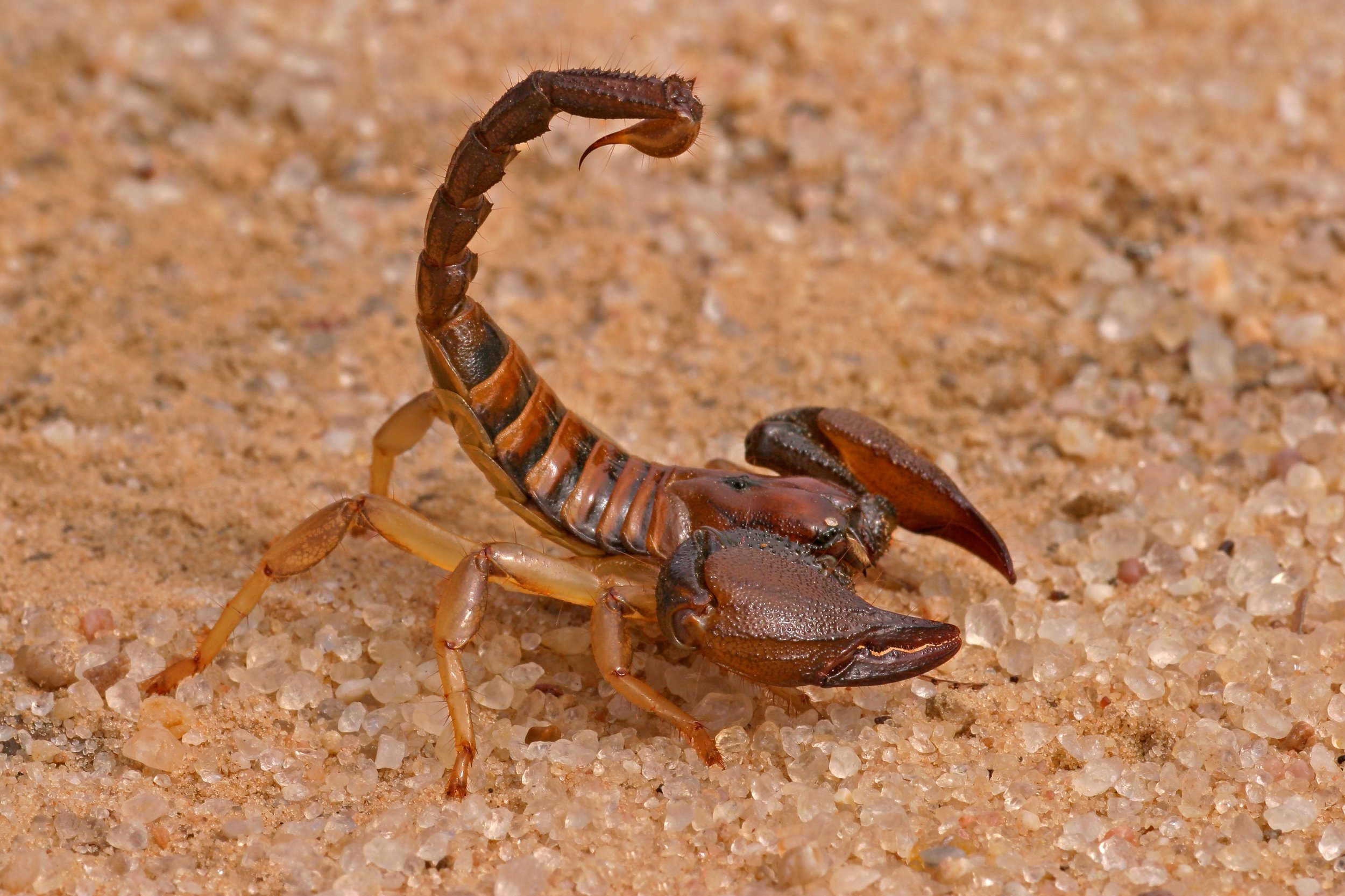 the_striped_bark_scorpion.jpg