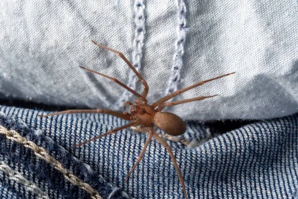 Brown Recluse Spider