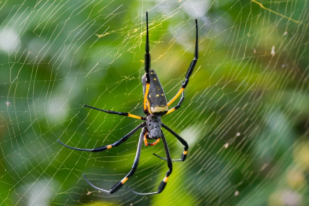 Orb-Weaver Spider