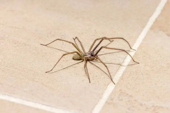 House Spider