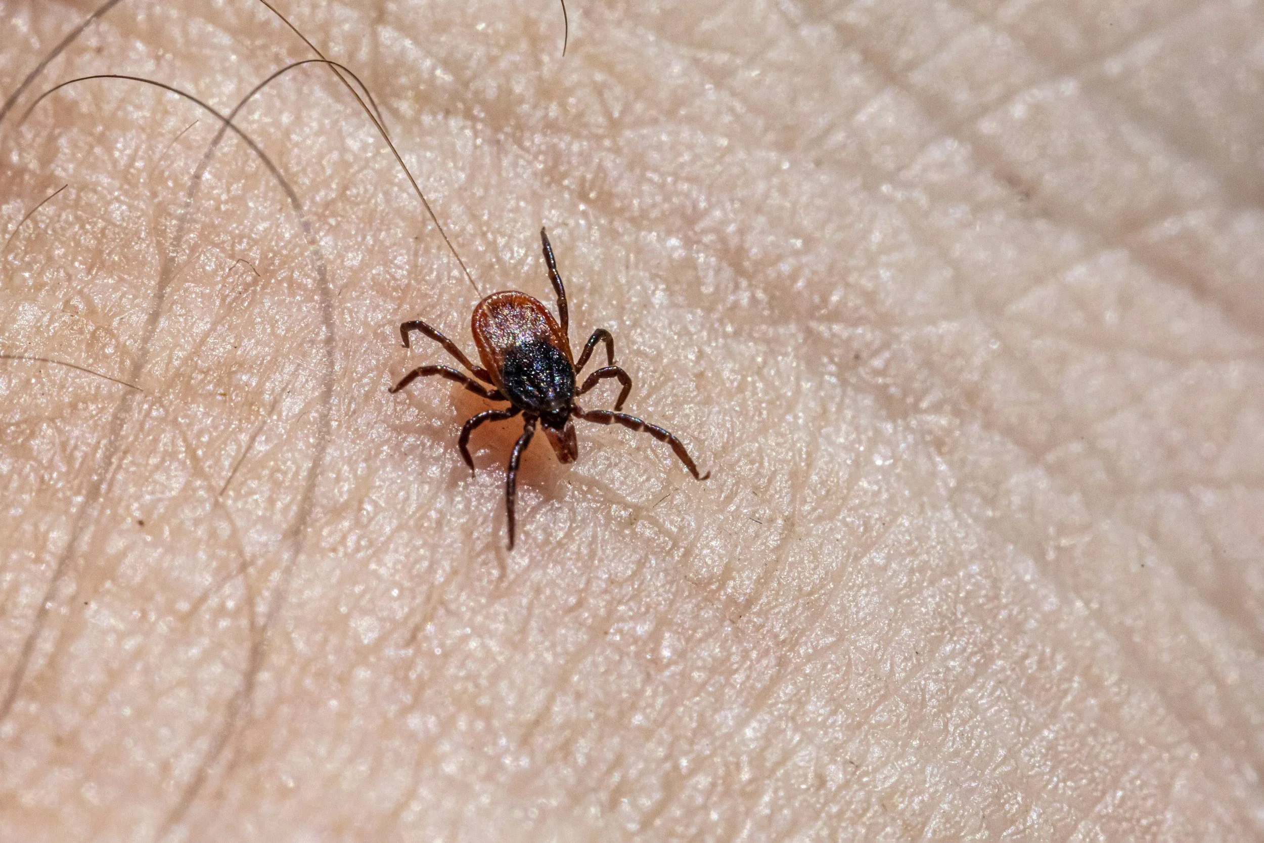 Tick