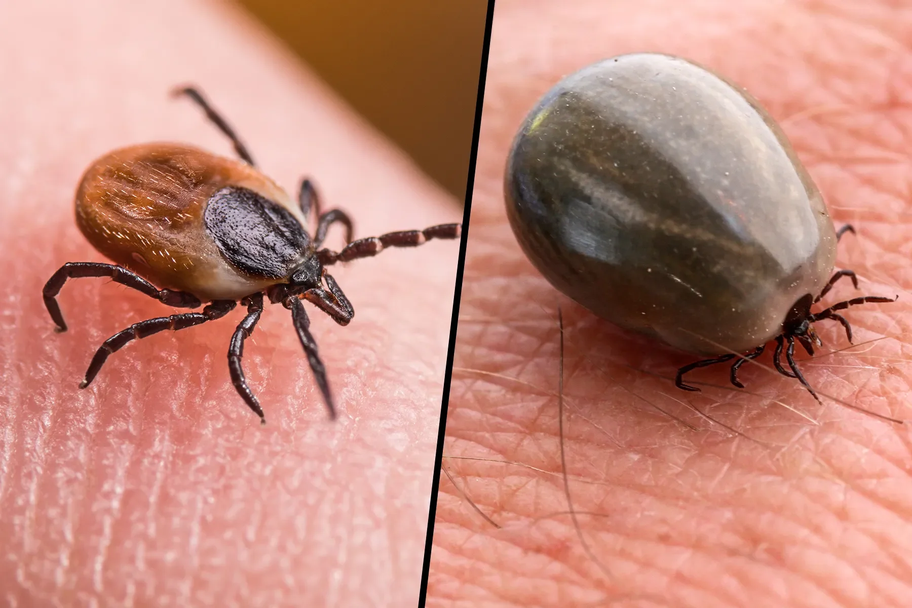 Tick