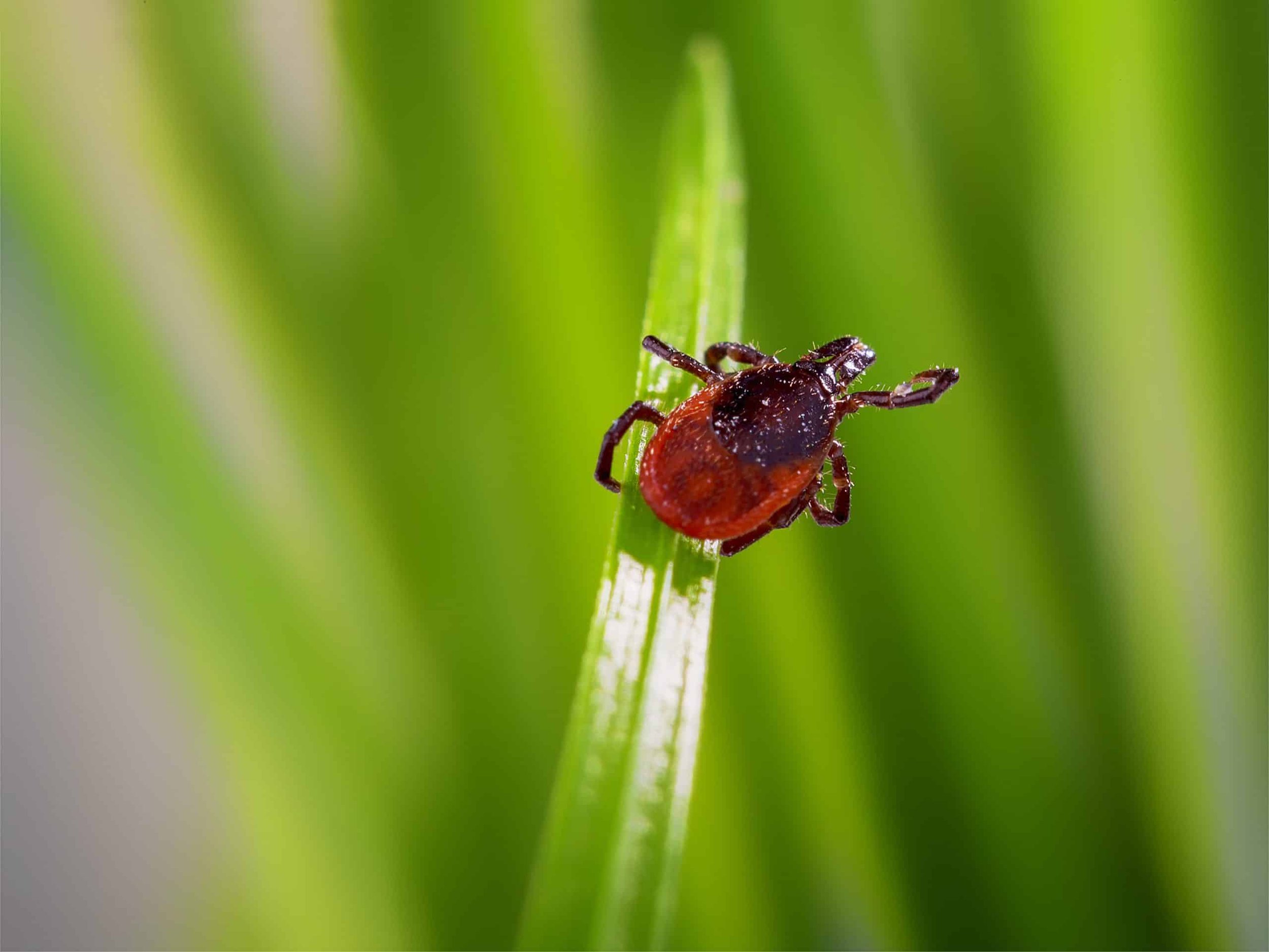 Tick