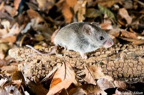 Mouse