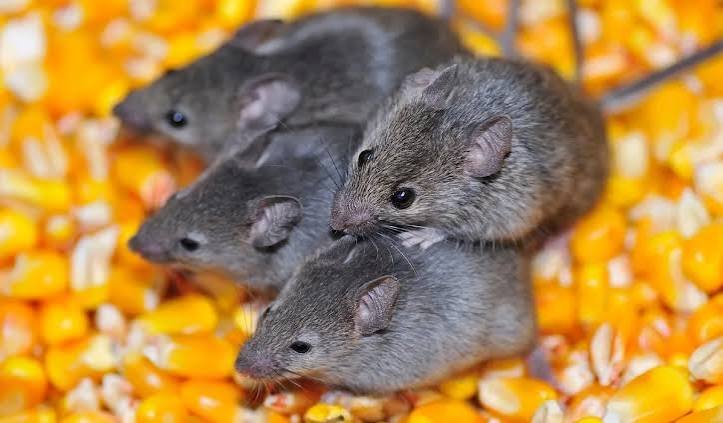 Mouse