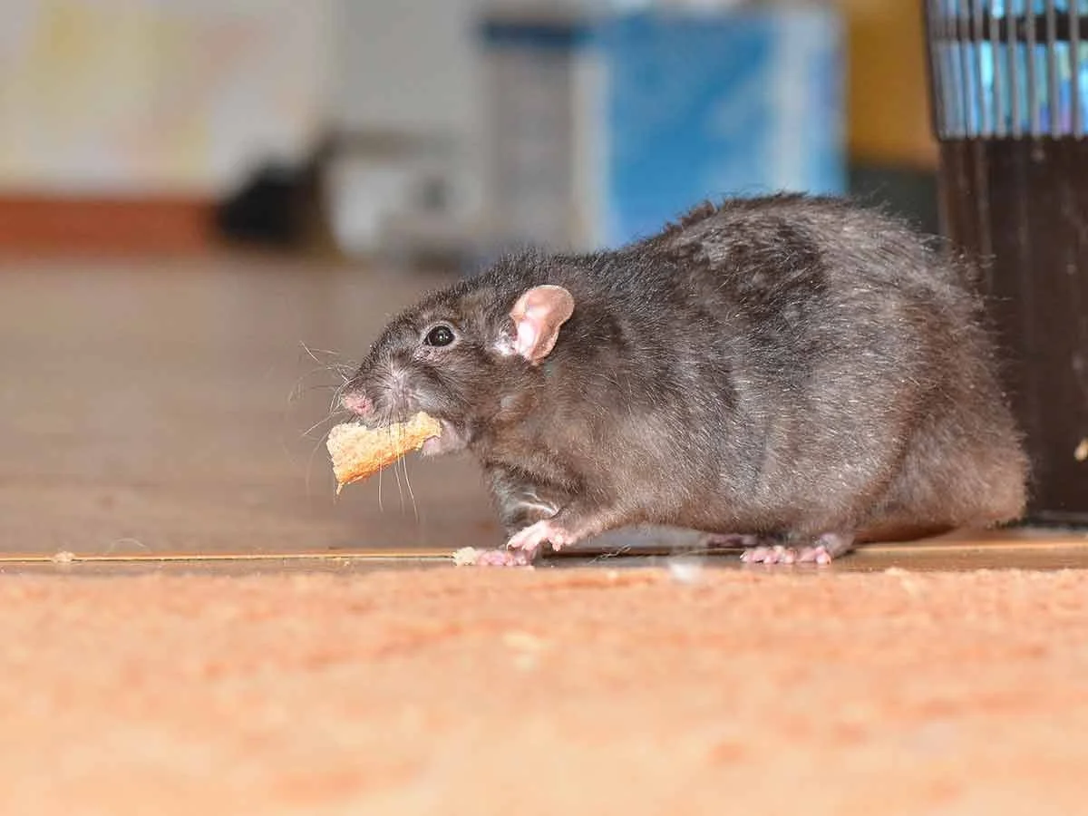 Rat