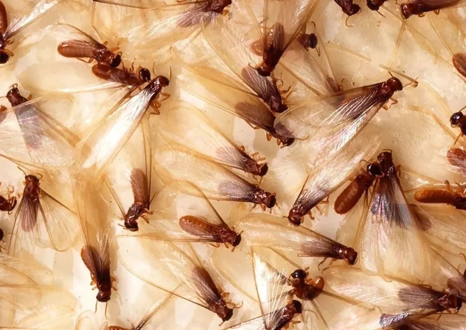 Formosan Termites