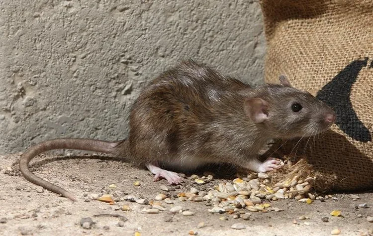 Rodents