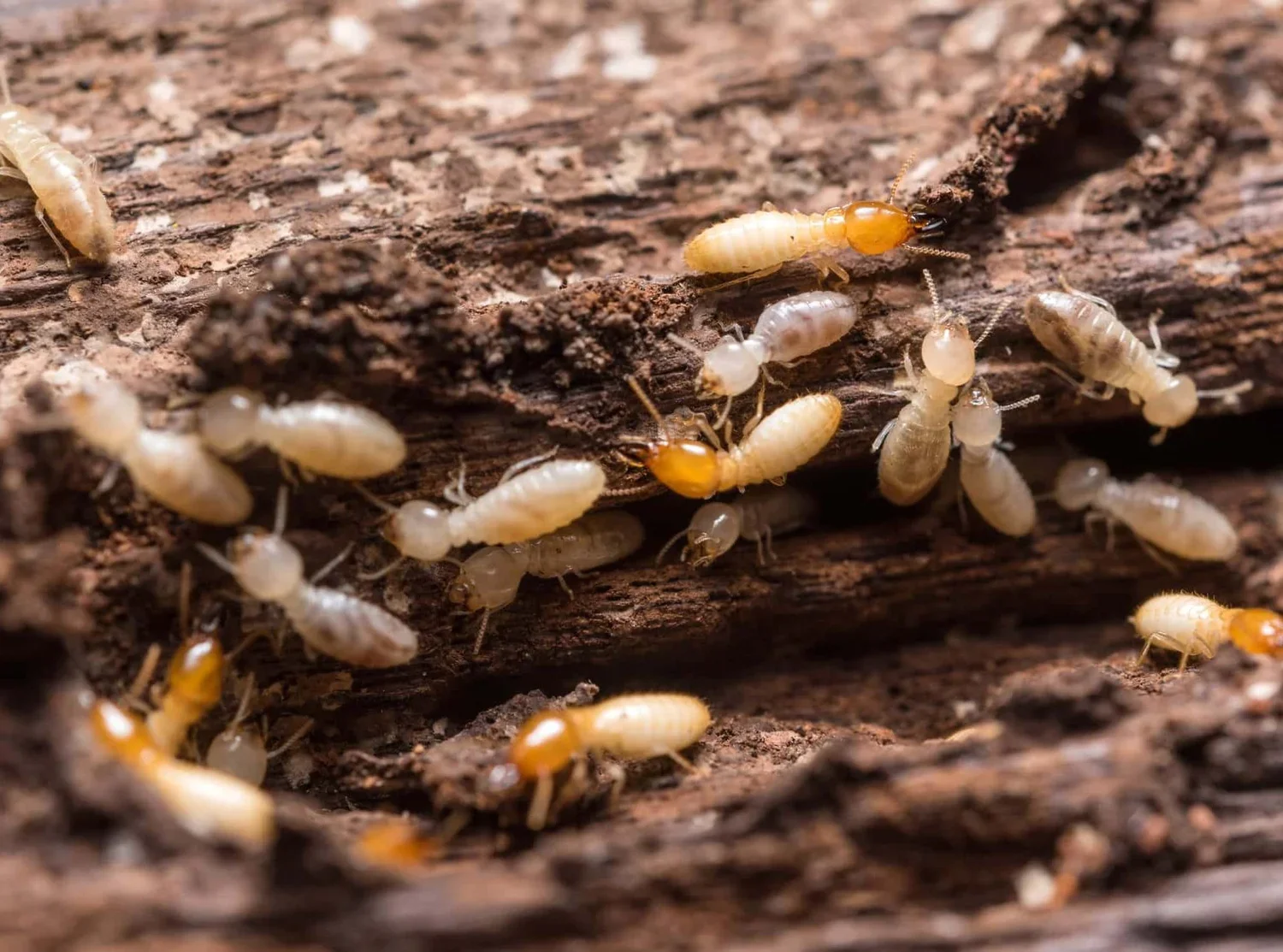 Subterranean Termites