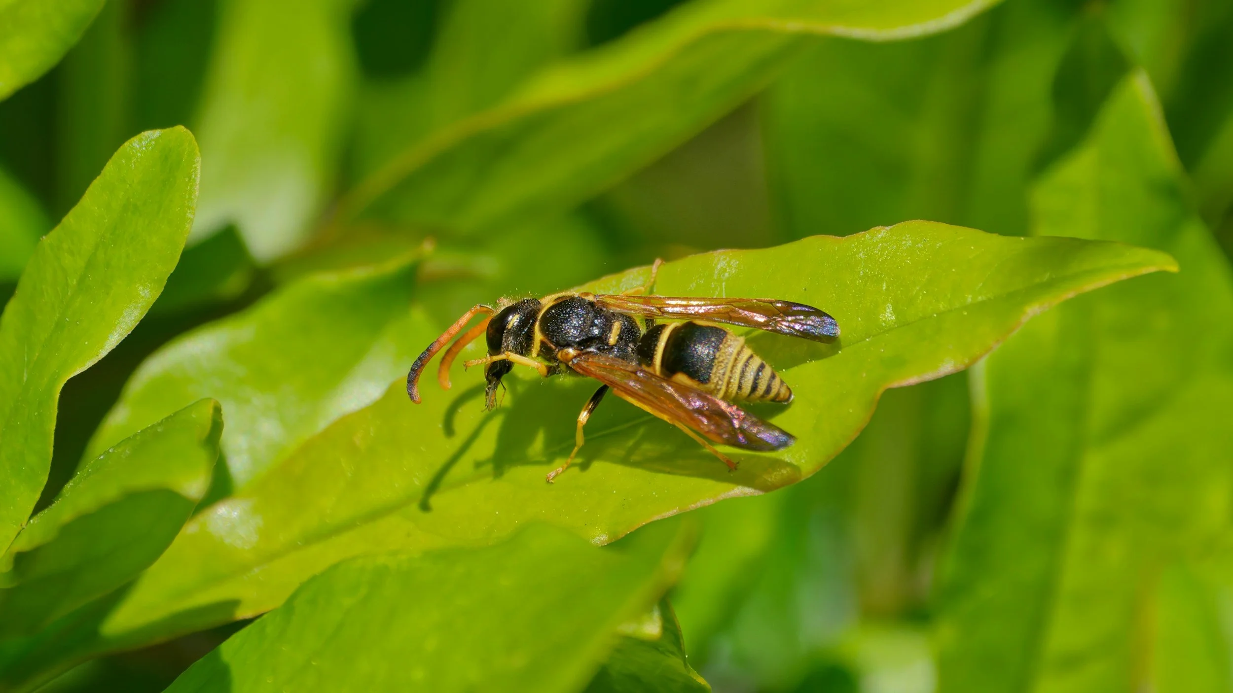 Yellow Jacket