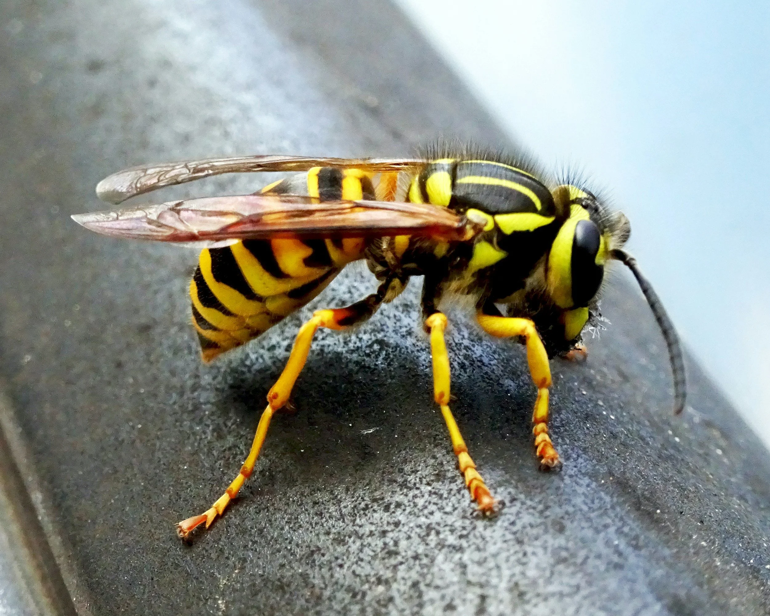 Yellow Jackets