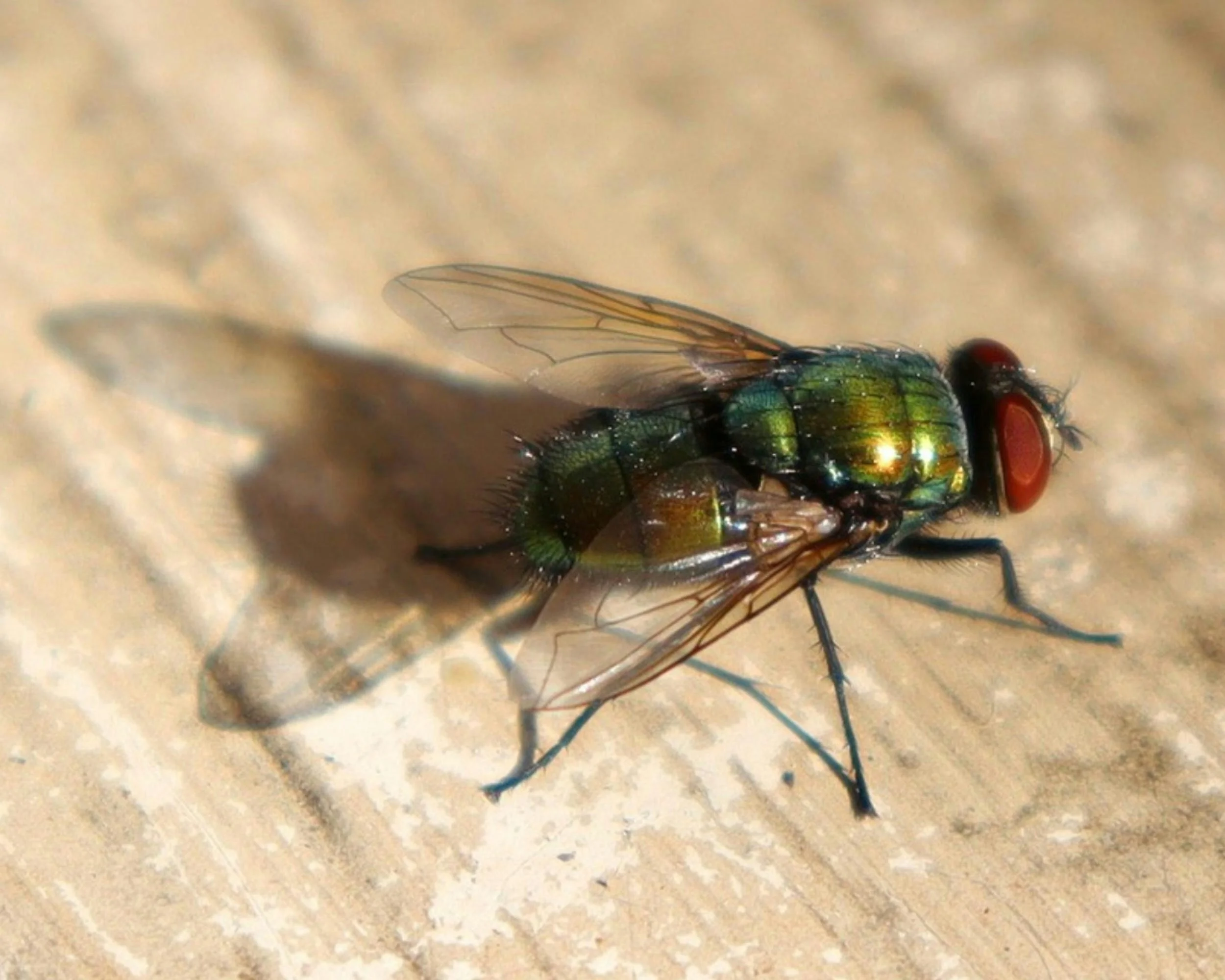 Flies