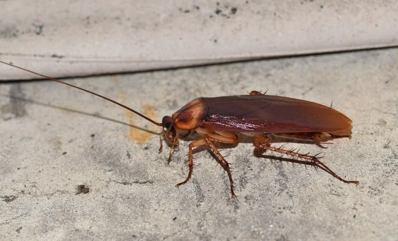 American Cockroach